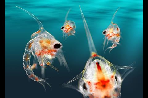 Ocean Drifters combines cutting-edge plankton science with remarkable images to popularise this unseen world